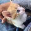 catloverboy